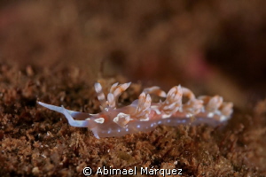 Nudi by Abimael Márquez 